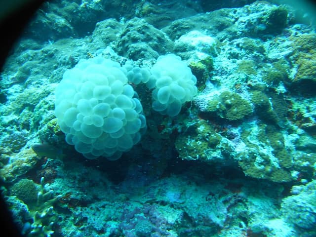 Pescador Island