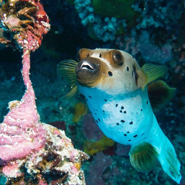 Pescador Island