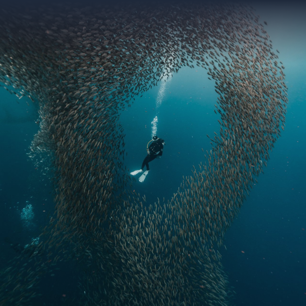 Sardine Run